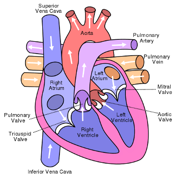 Image-1-Diagram-of-the-human-heart.png