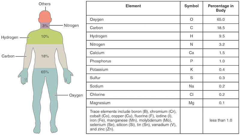 Image-1-Elements-of-the-Human-Body.jpg